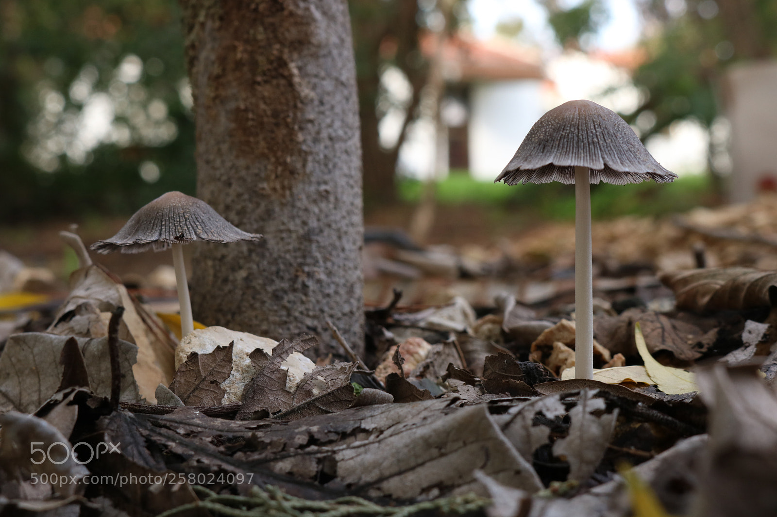 Canon EOS 750D (EOS Rebel T6i / EOS Kiss X8i) sample photo. Mushroom photography