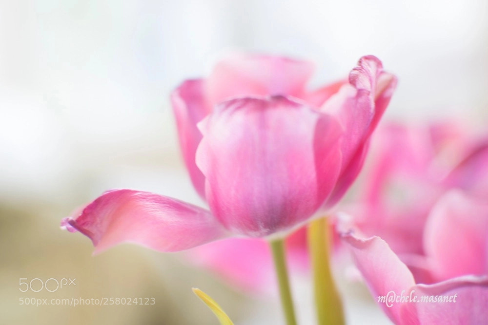 Nikon D5300 sample photo. Beautiful flower photography
