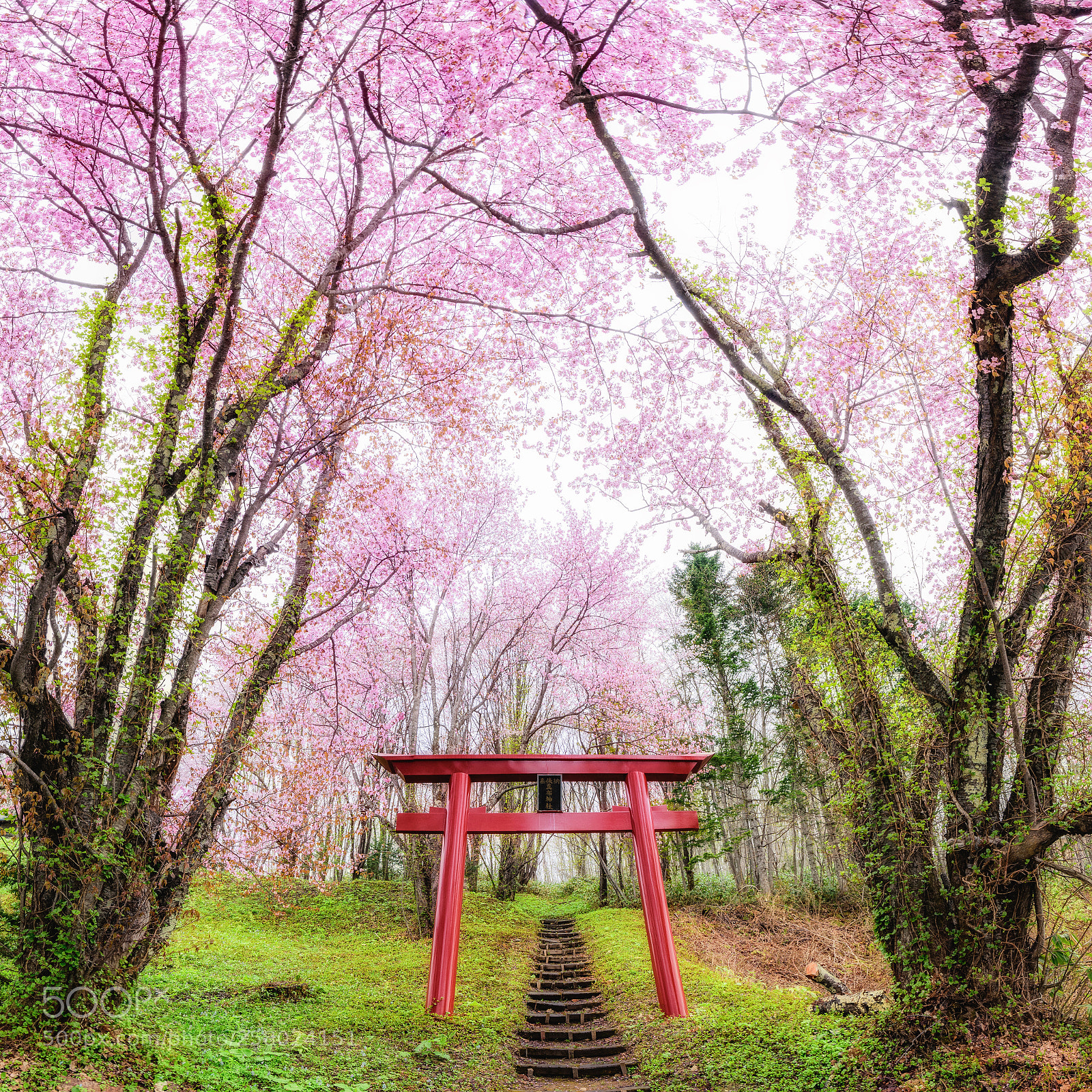 Nikon D810 sample photo. Cherry blossoms in full photography