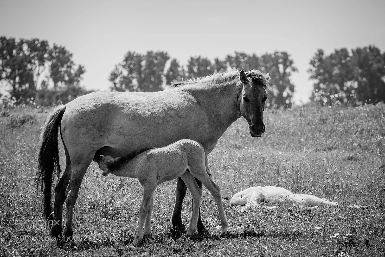 Fujifilm X-T2 sample photo. Horses photography