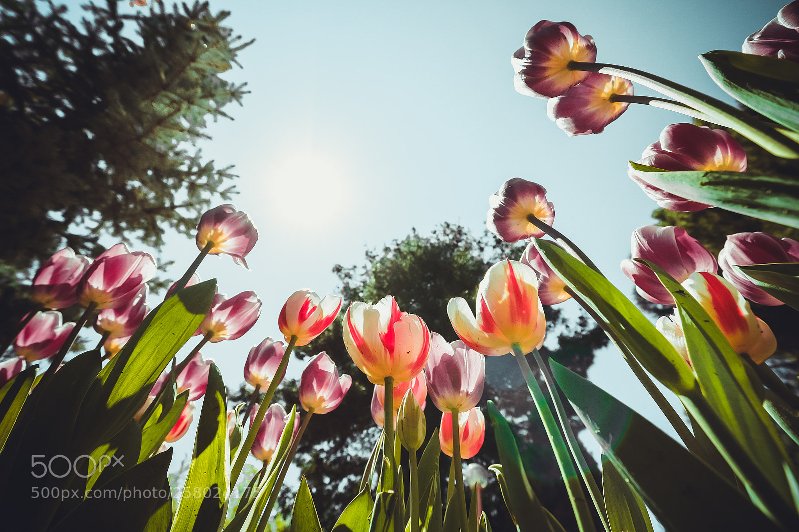 Canon EOS 70D sample photo. Tulips photography