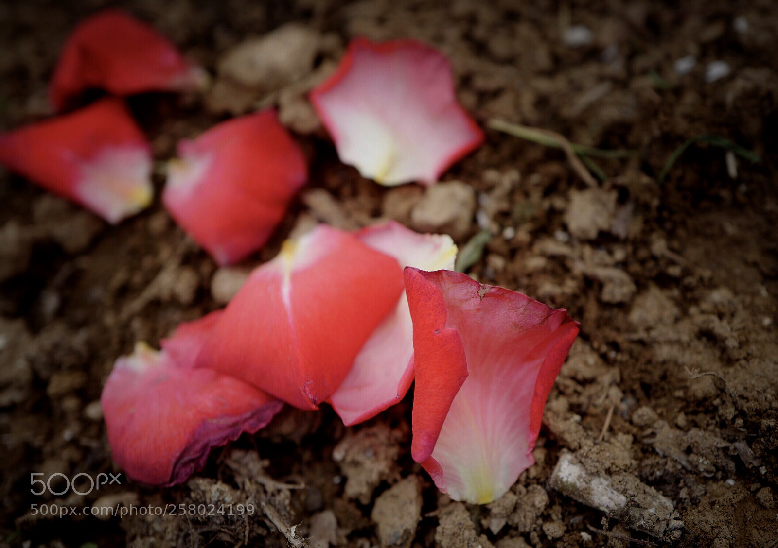 Leica Q (Typ 116) sample photo. Untitled photography