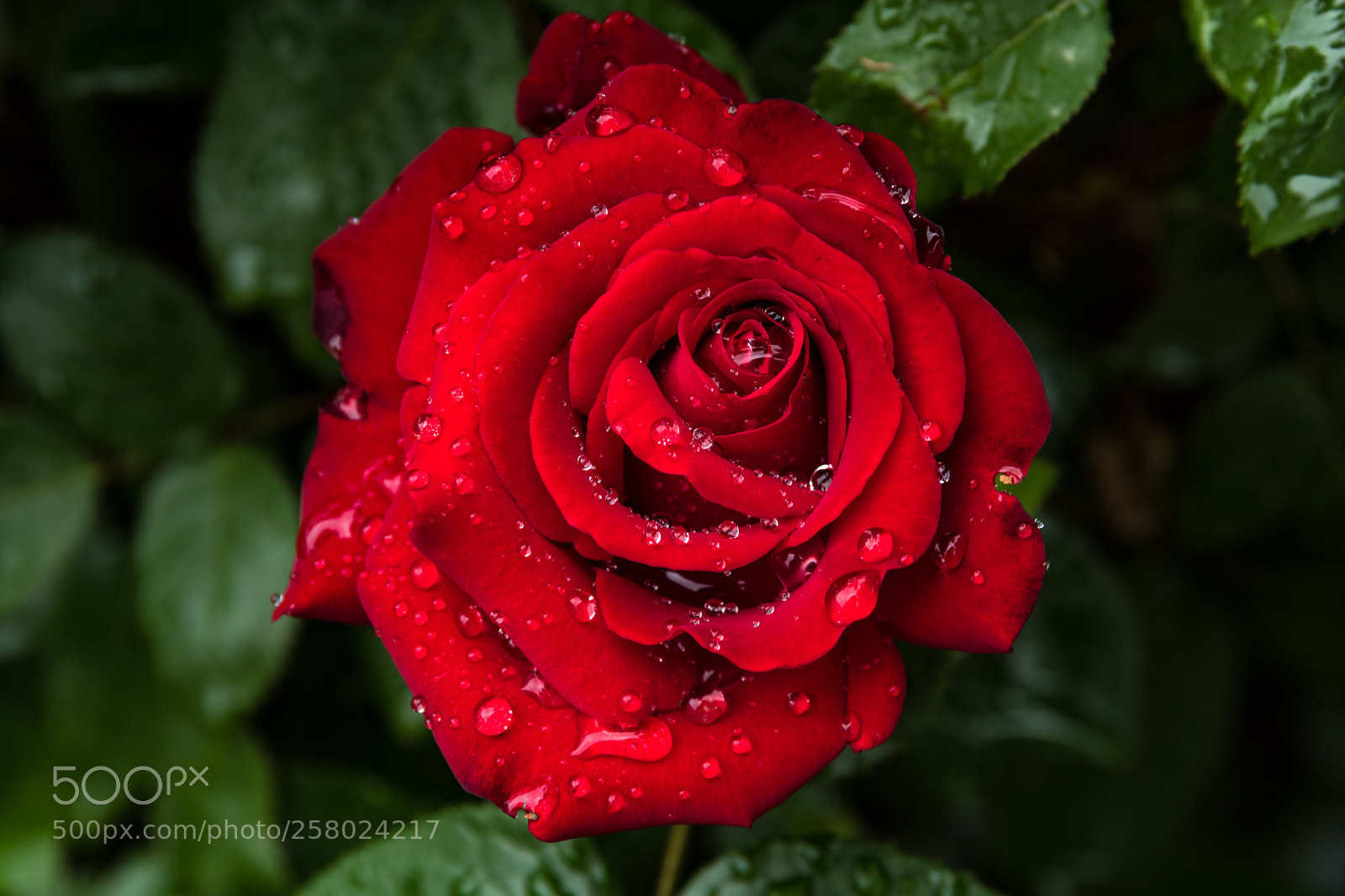 Canon EOS 750D (EOS Rebel T6i / EOS Kiss X8i) sample photo. Rose photography