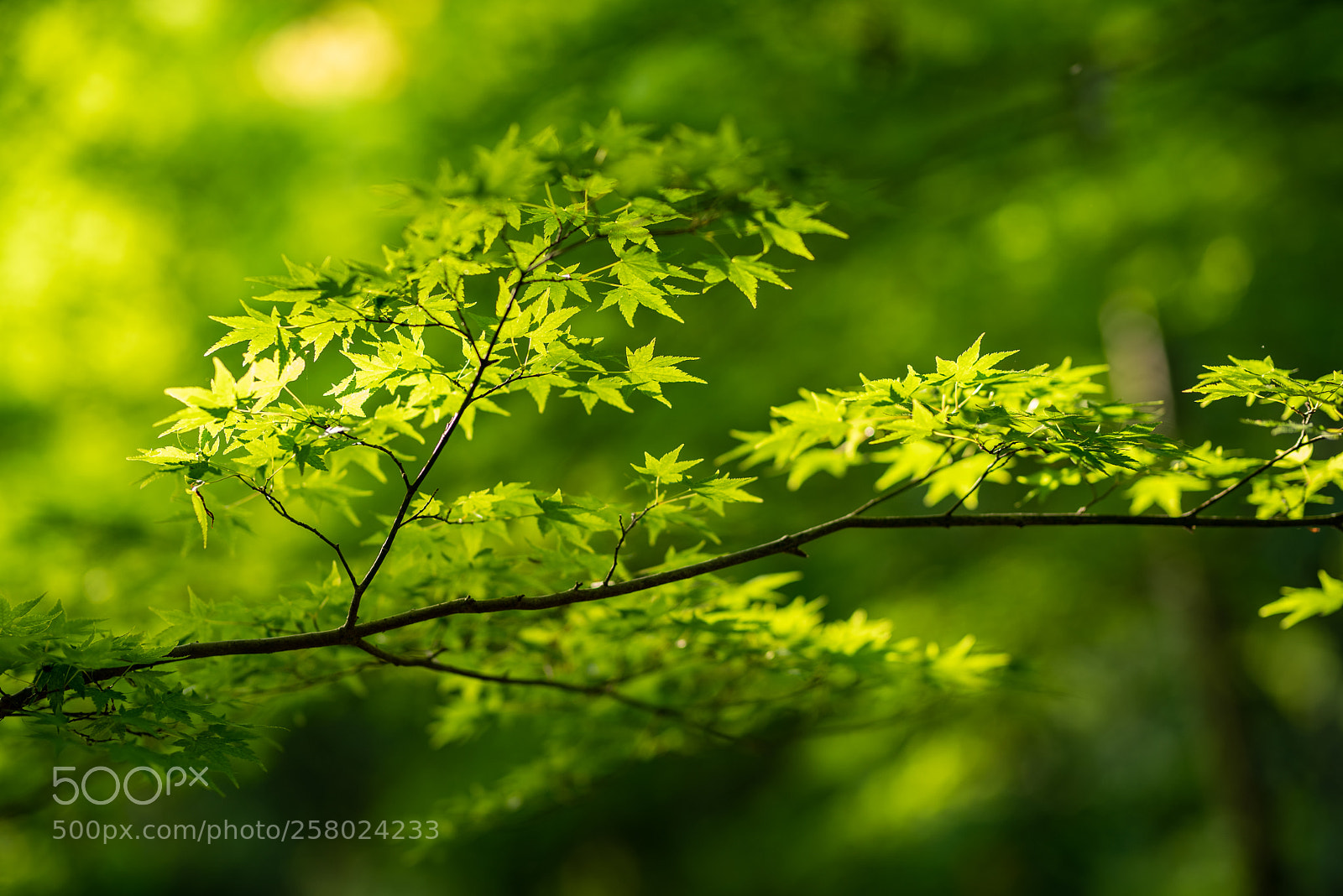 Nikon D750 sample photo. Green evening at kyoto photography