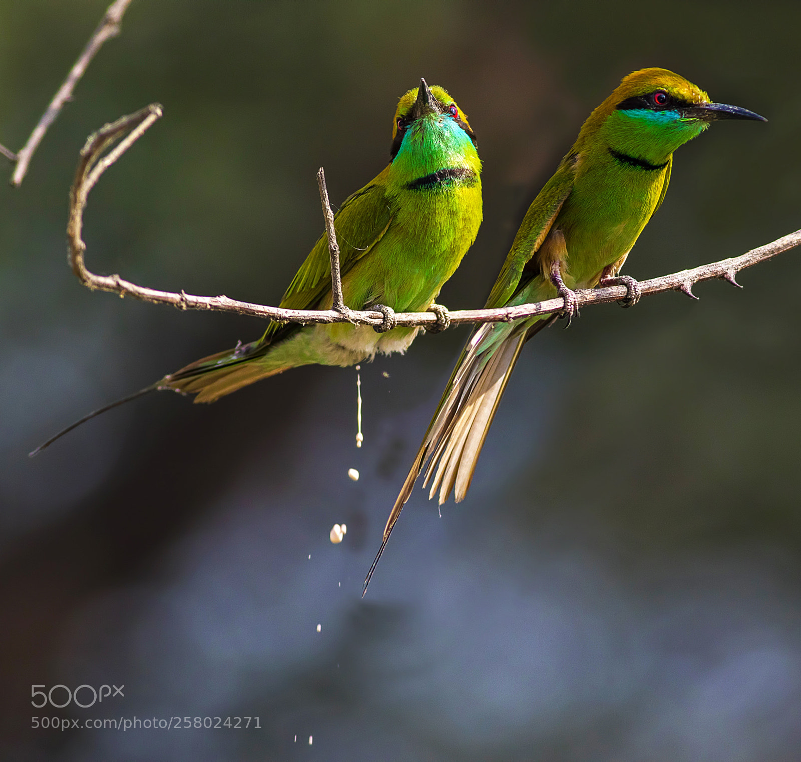 Canon EOS 7D Mark II sample photo. Green bee eaters photography