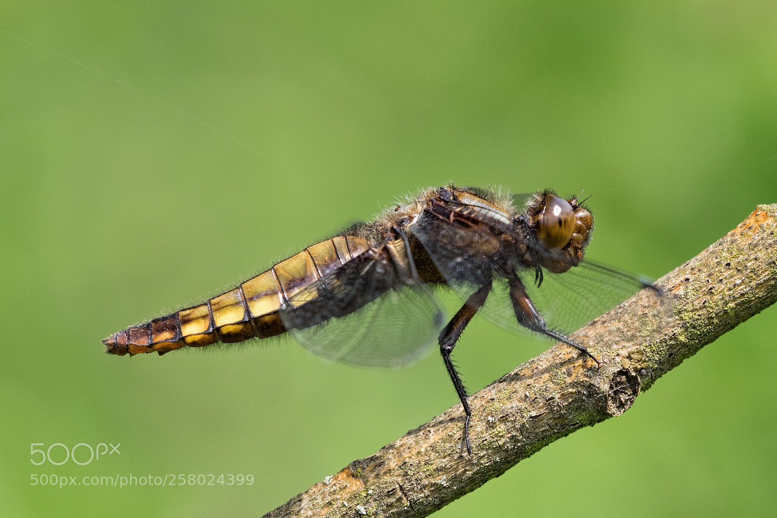 Olympus OM-D E-M1 sample photo. Dragonfly photography