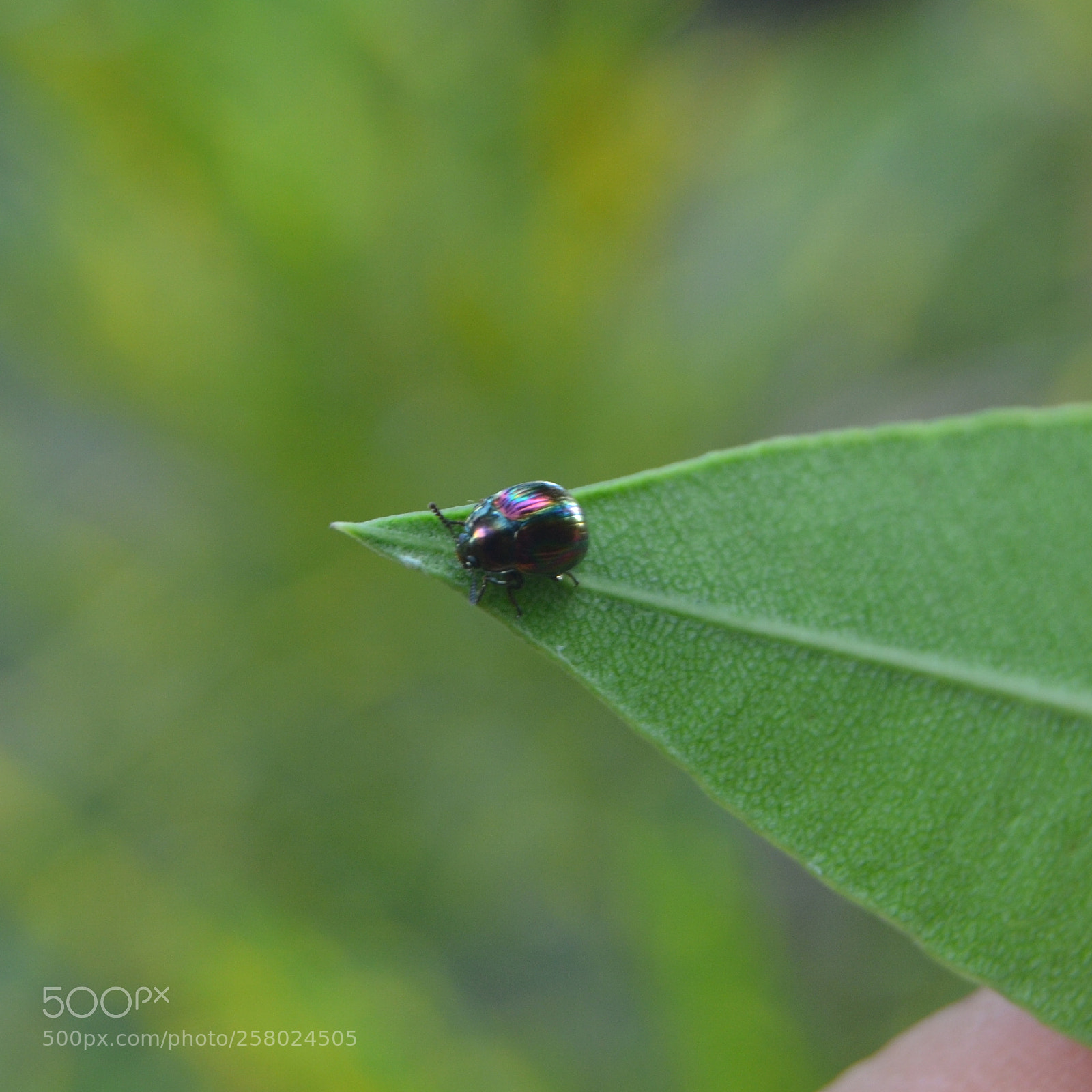 Nikon D3100 sample photo. Untitled photography