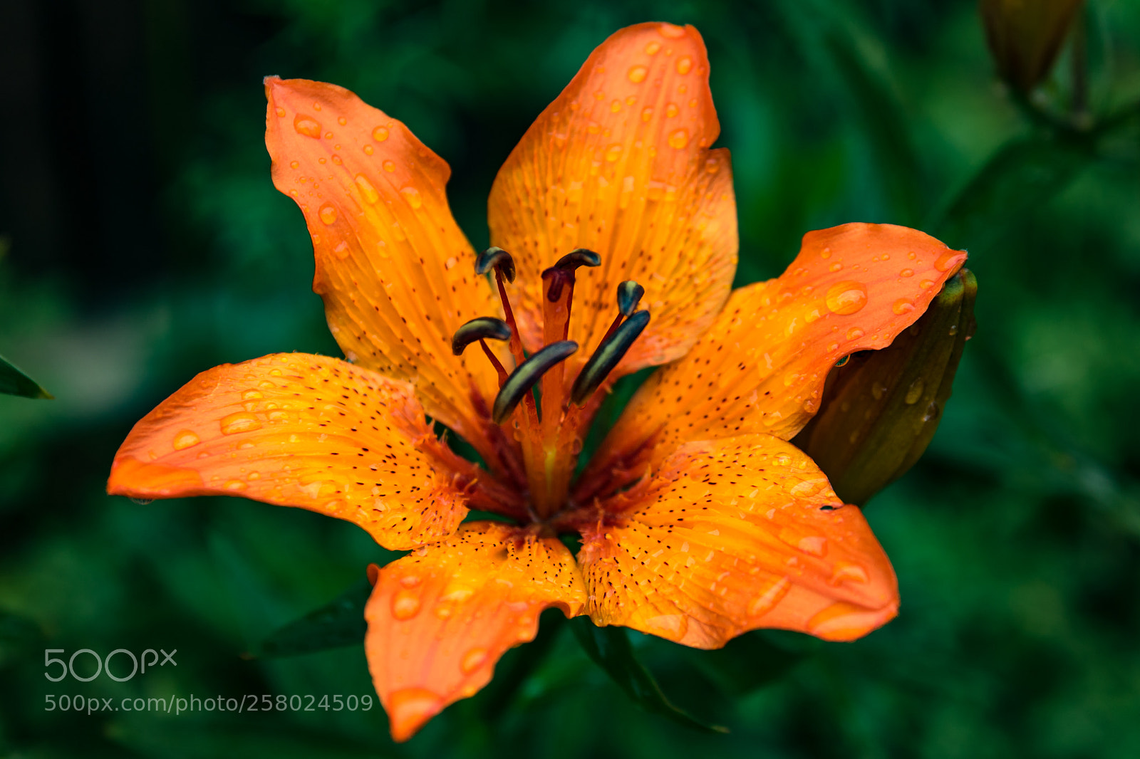 Canon EOS 750D (EOS Rebel T6i / EOS Kiss X8i) sample photo. Lily photography