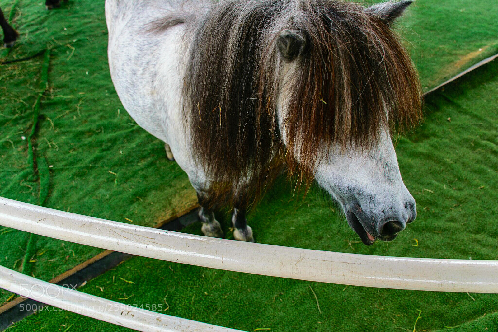 Nikon D5300 sample photo. Cutie little pony. photography