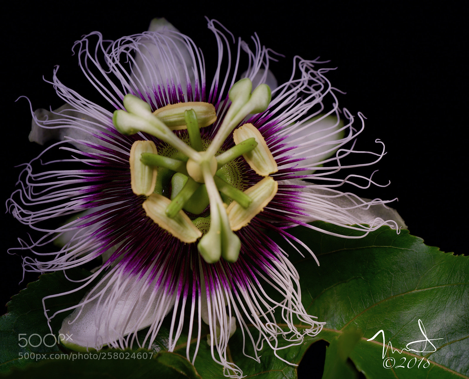 Nikon D750 sample photo. Passion fruit flower photography