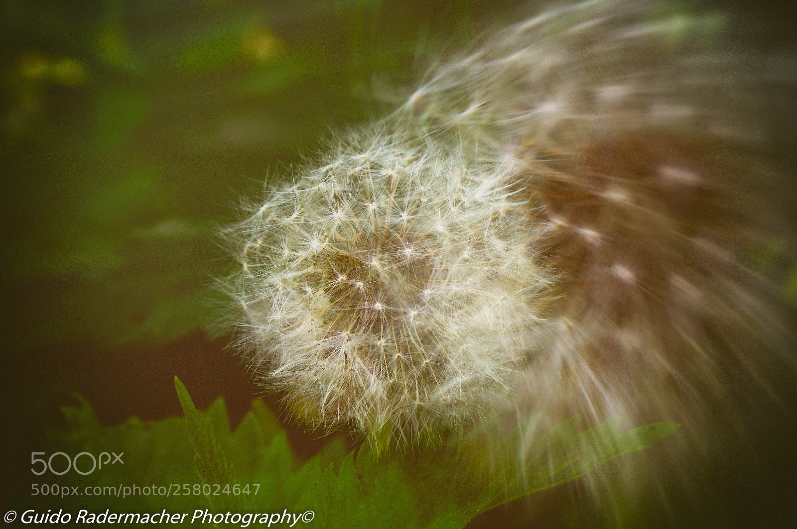 Pentax K-x sample photo. Pusteblume photography