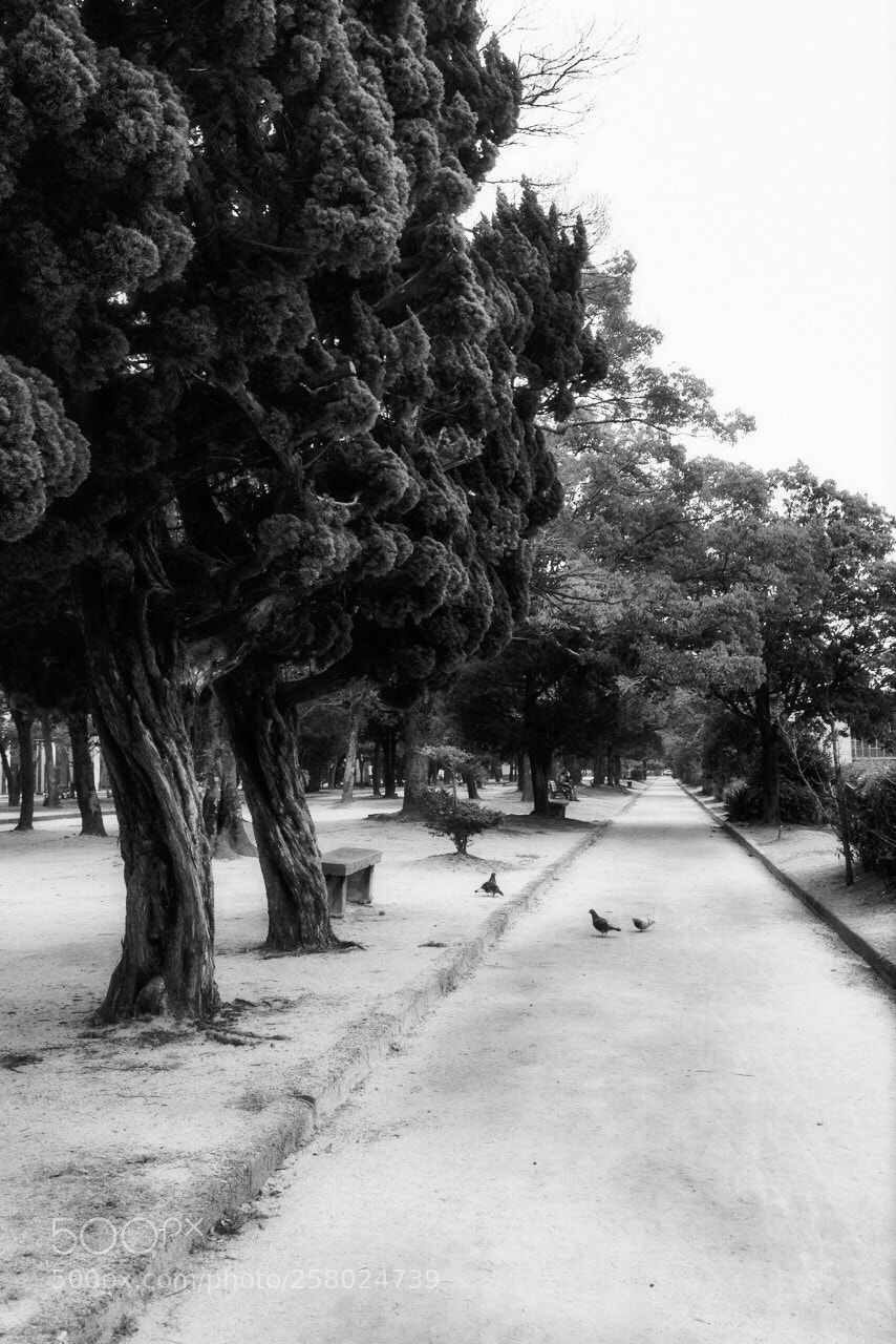 Apple iPhone 4S sample photo. Every empty park bench photography