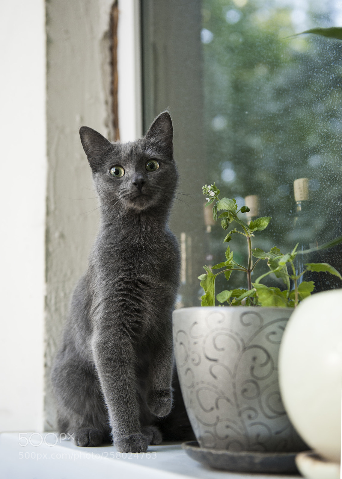 Nikon D700 sample photo. ... photography