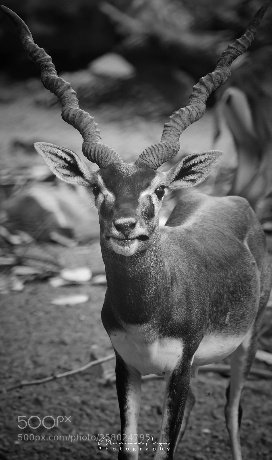 Nikon D5300 sample photo. Deer photography