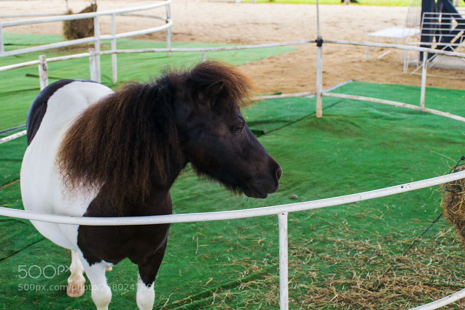 Nikon D5300 sample photo. Cutie little pony. photography