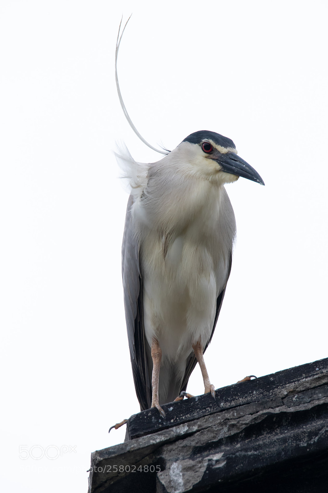 Canon EOS 80D sample photo. Night heron6 photography