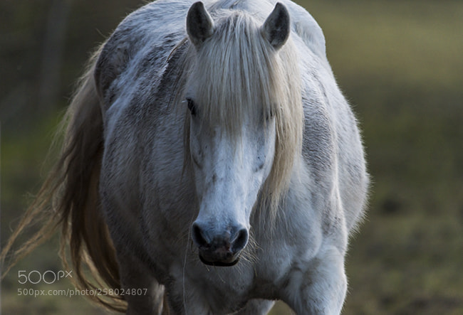 Nikon D850 sample photo. Jument "blanche" photography