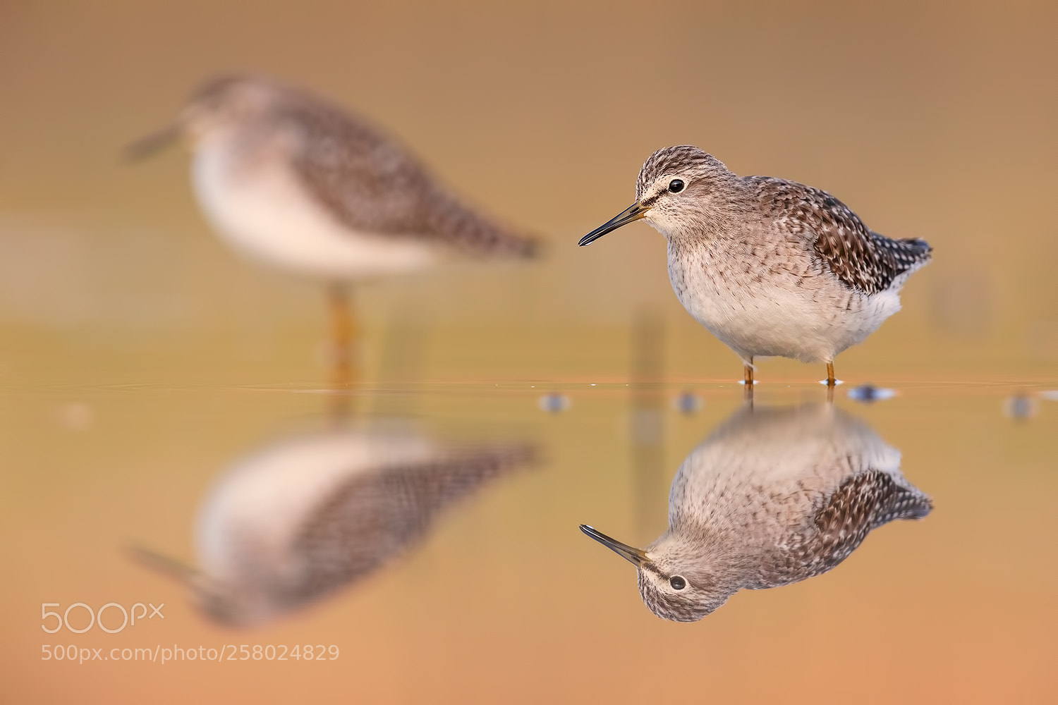 Canon EOS 5D Mark IV sample photo. Two brothers (woodsandpiper) photography