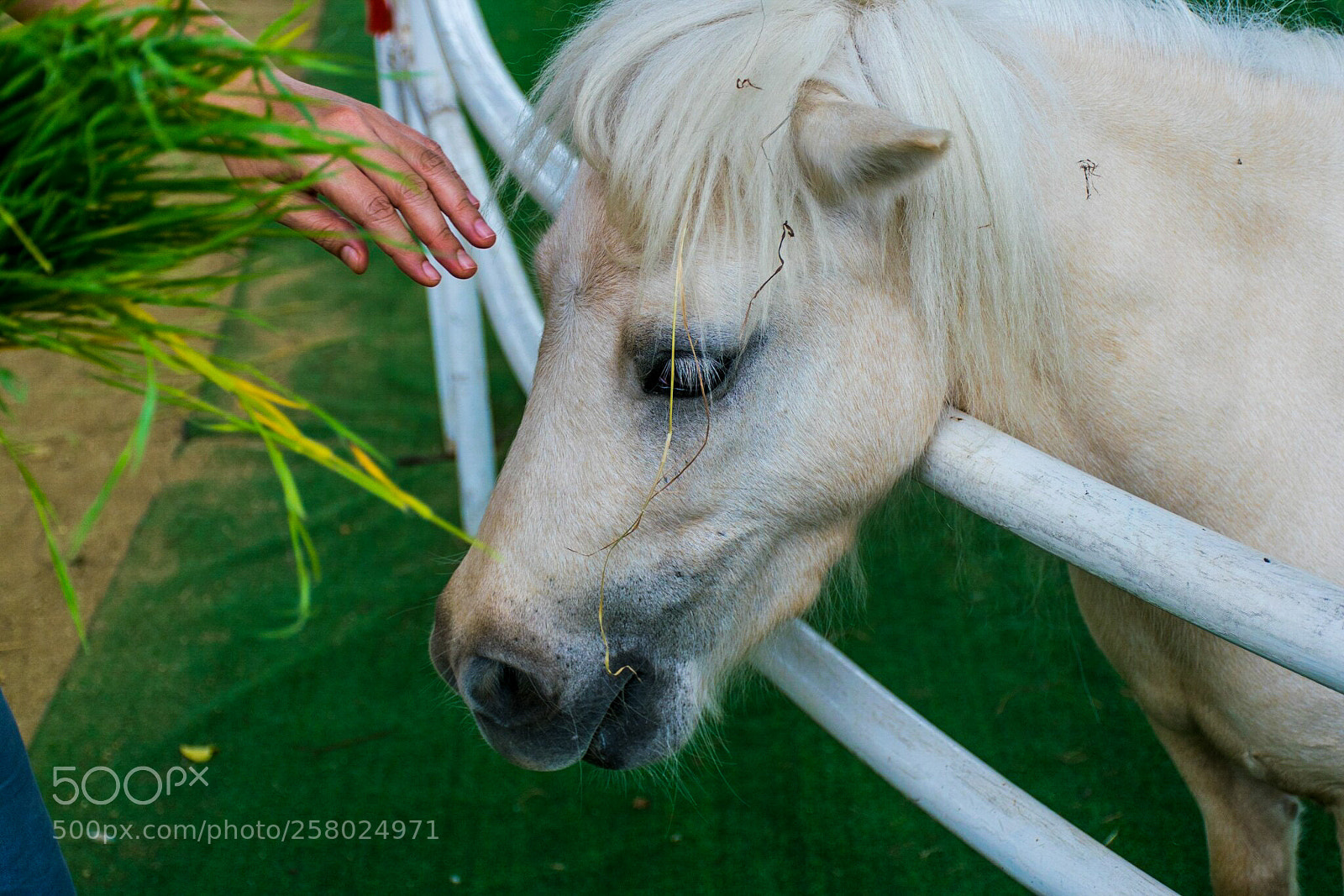 Nikon D5300 sample photo. My little pony. photography