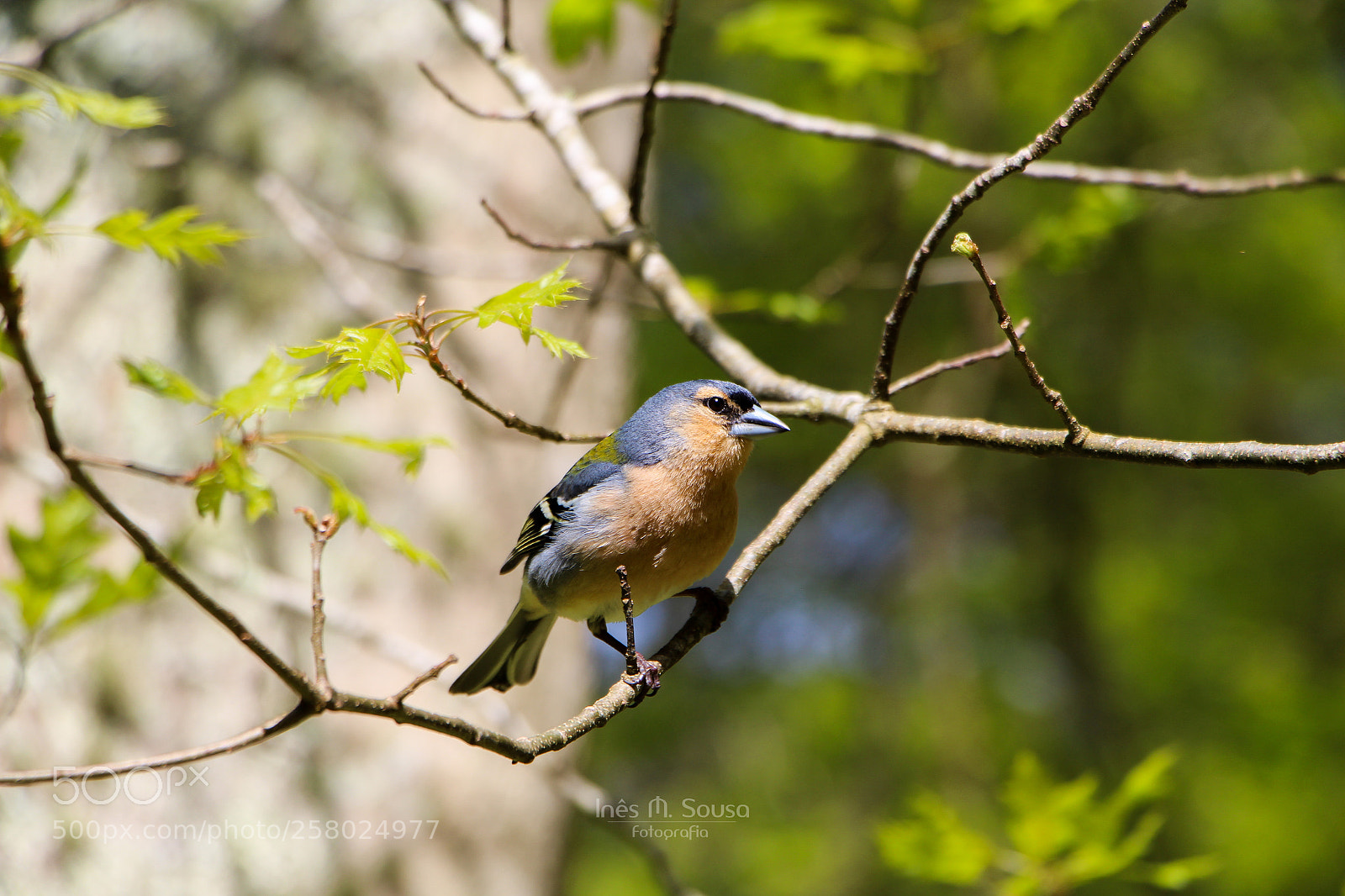 Canon EOS 700D (EOS Rebel T5i / EOS Kiss X7i) sample photo. Little friend photography