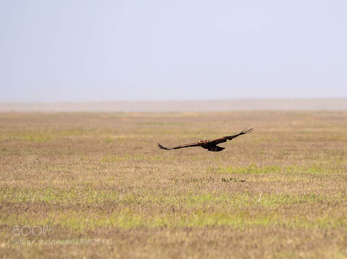 Sony a99 II sample photo. 00325.jpg photography