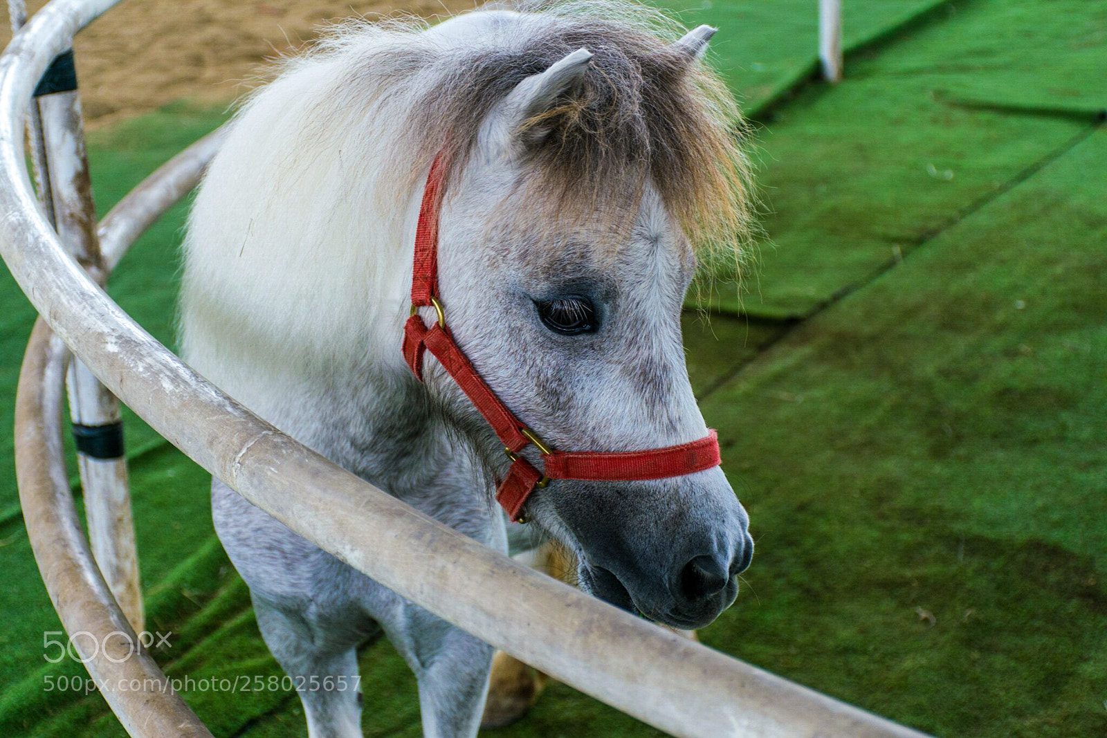 Nikon D5300 sample photo. My little pony. photography
