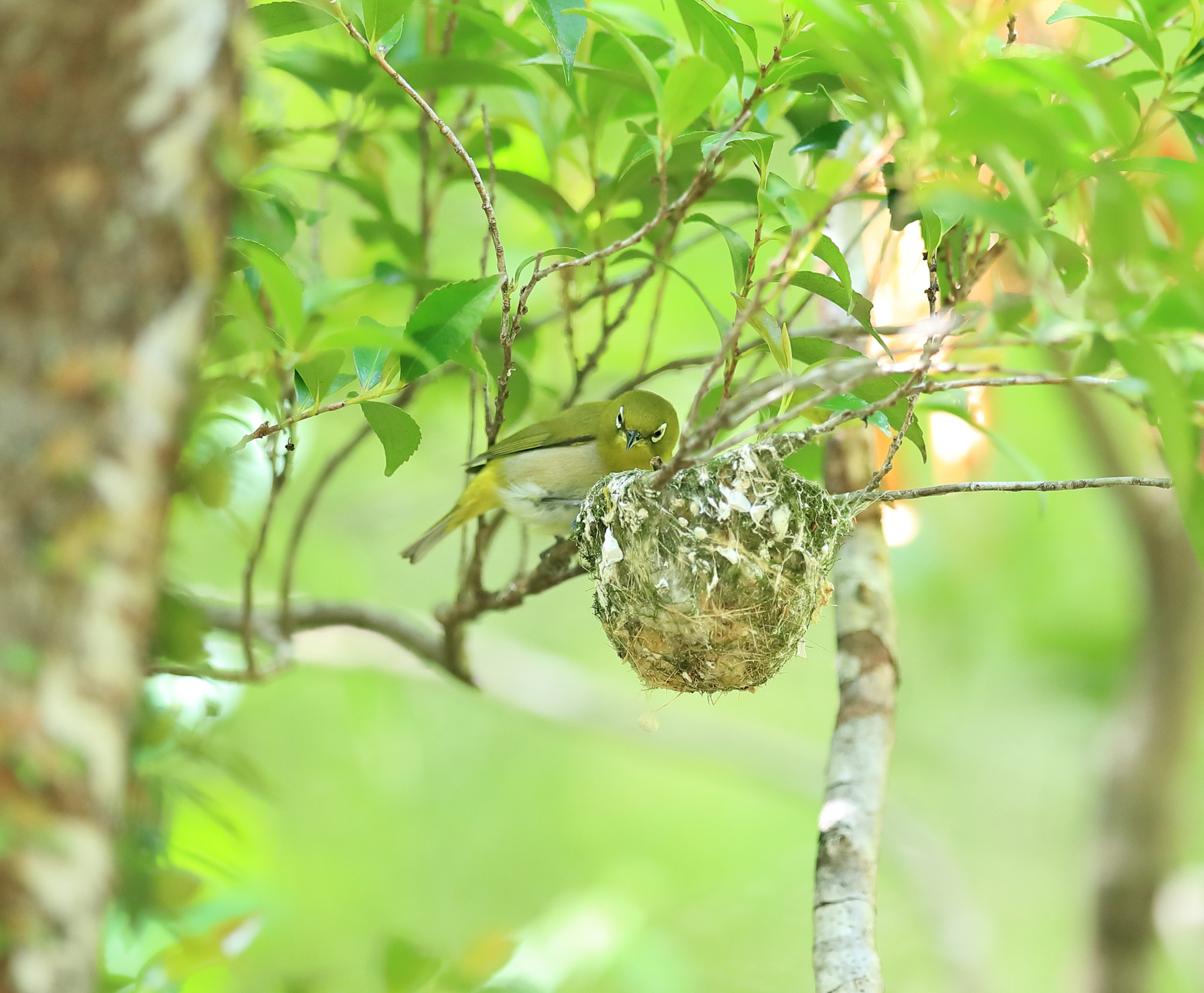 Canon EF 400mm F2.8L IS II USM sample photo. メジロ japanese white-eye photography