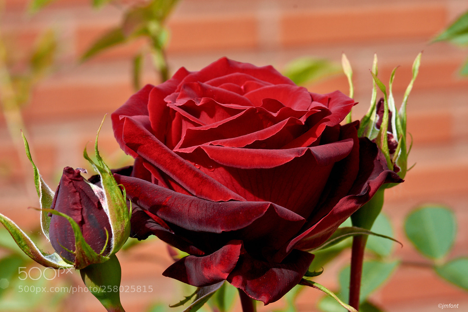 Nikon D7200 sample photo. Roses photography