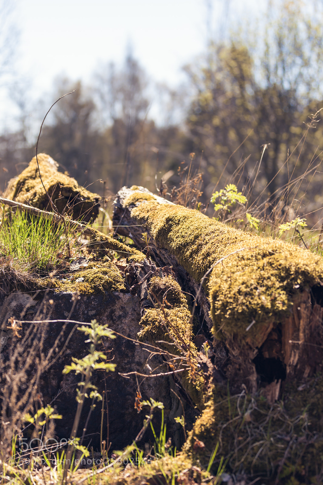 Canon EOS 5D Mark II sample photo. Log. photography