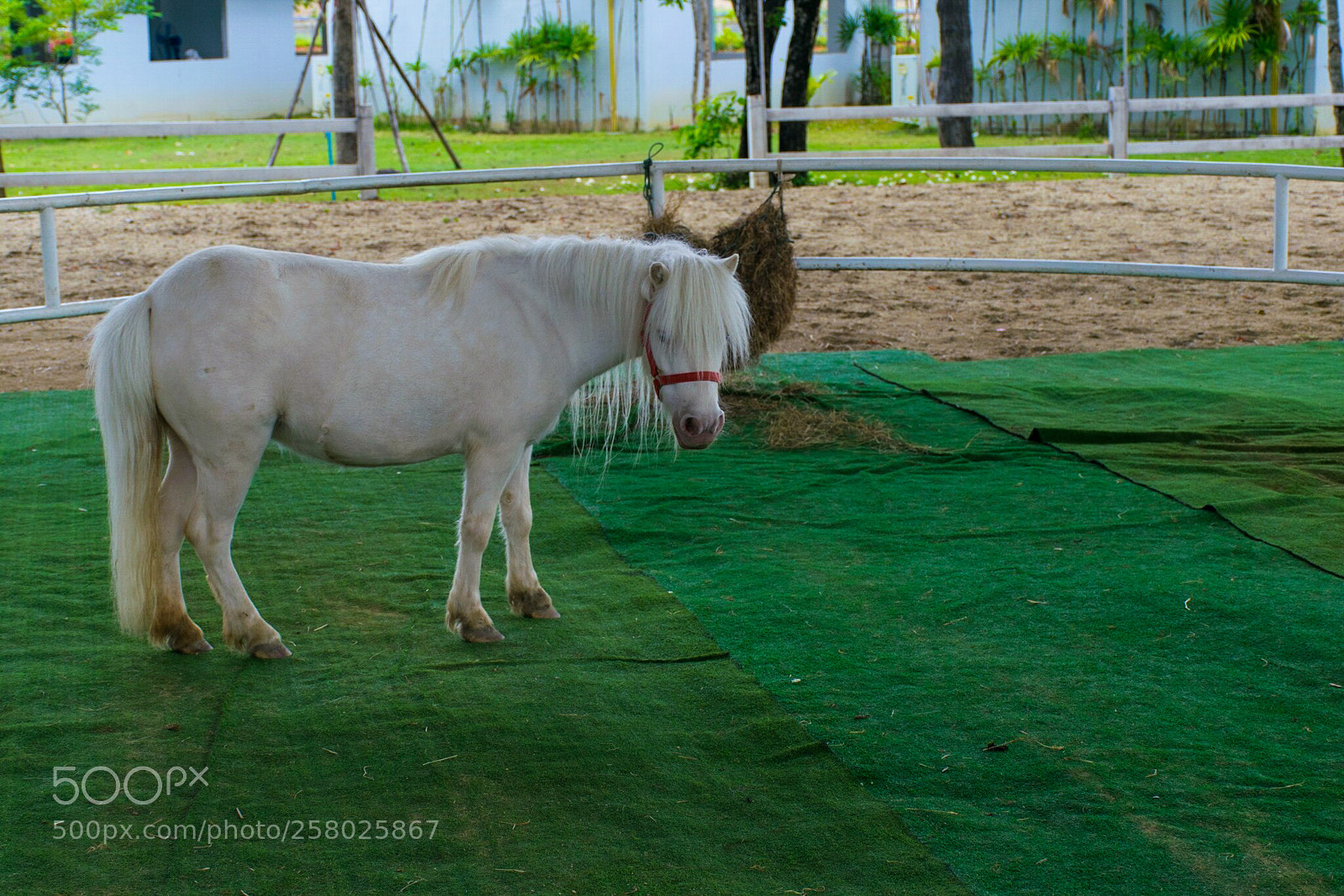 Nikon D5300 sample photo. My little pony.pony photography