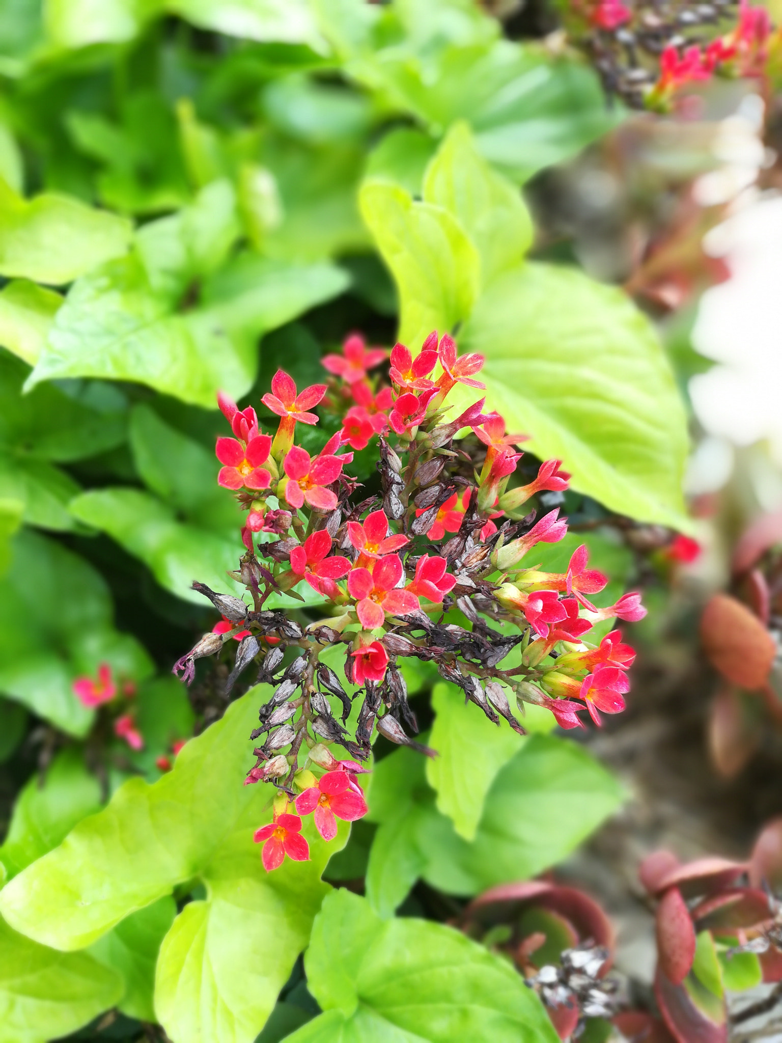 HUAWEI c??Eu?s 6X sample photo. Flowers photography