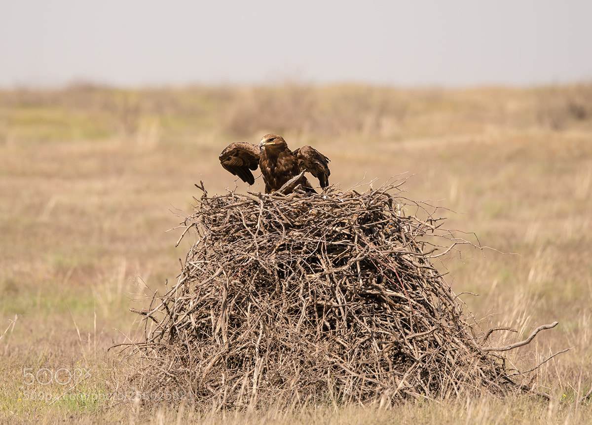 Sony a99 II sample photo. 00313.jpg photography
