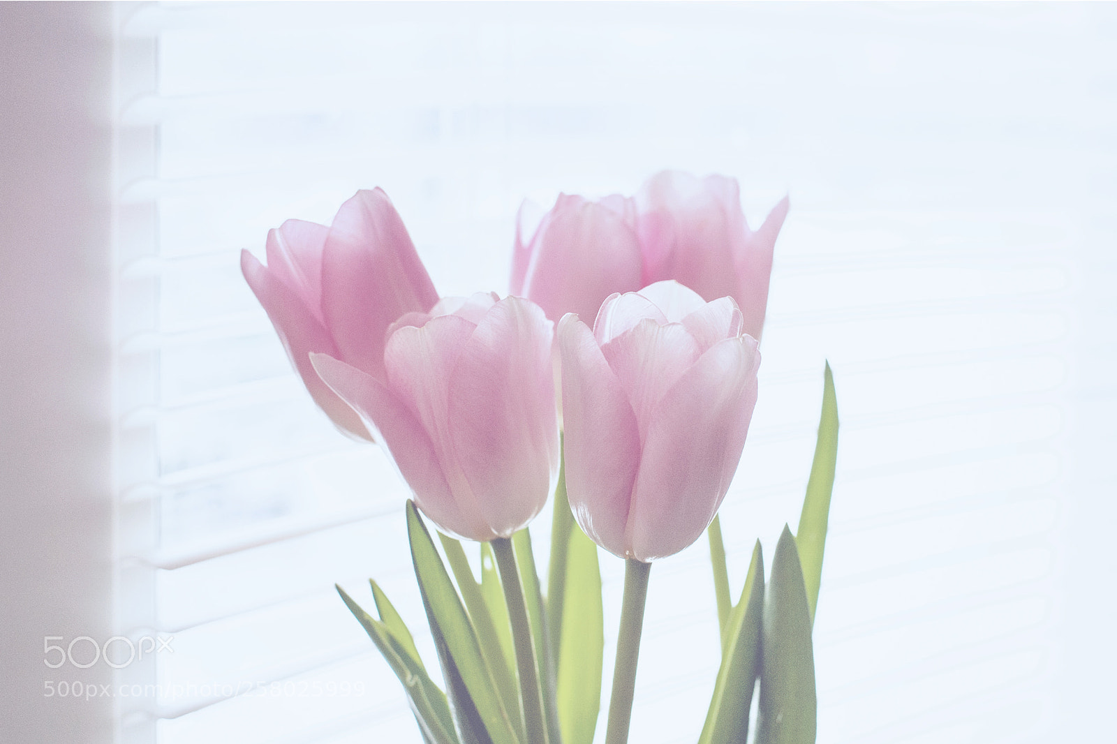 Nikon D700 sample photo. Tulips photography