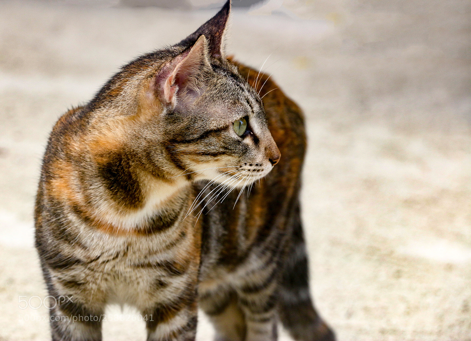 Canon EOS 70D sample photo. Tricolored cat photography
