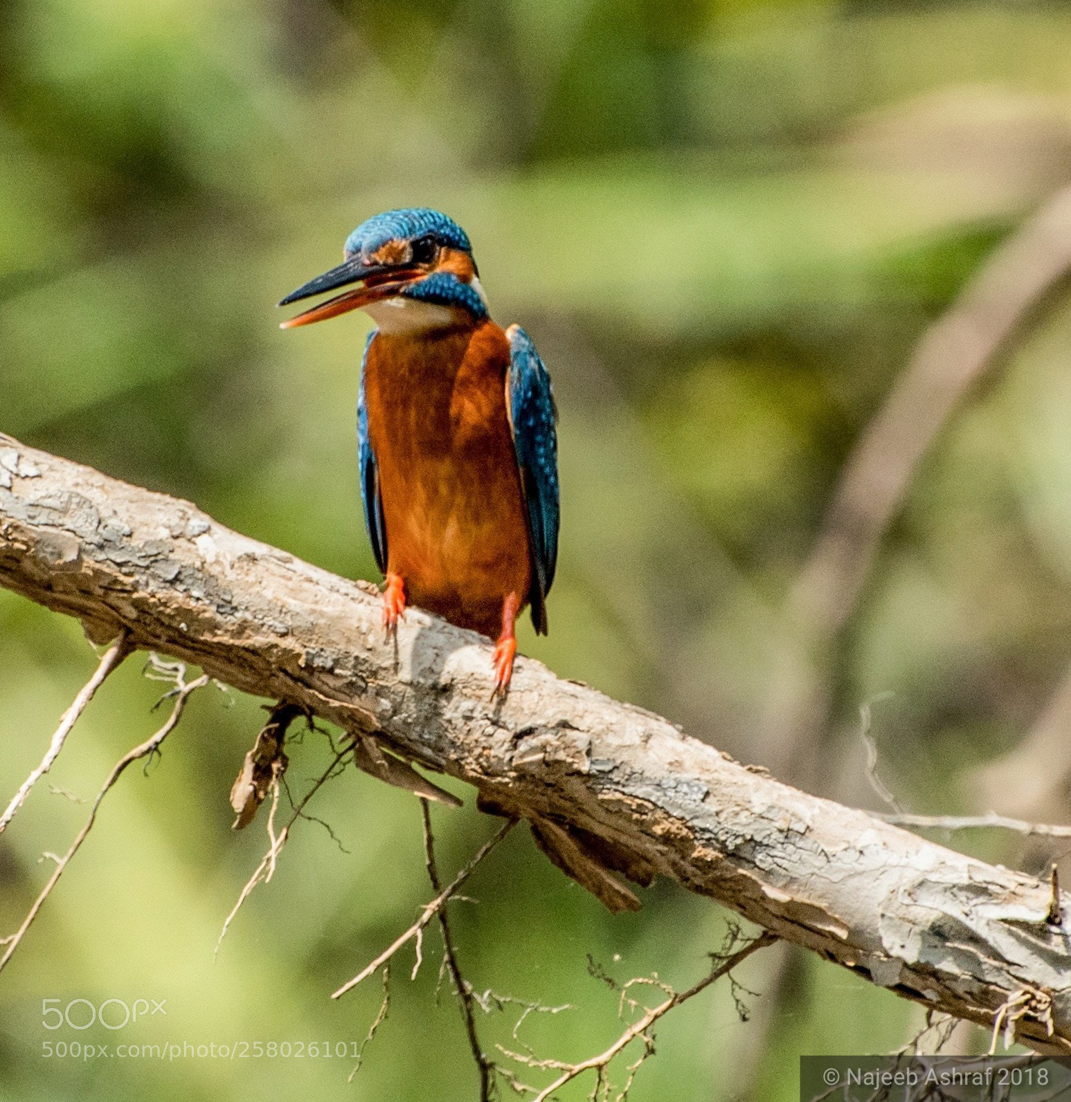 Nikon D3200 sample photo. Common kingfisher photography