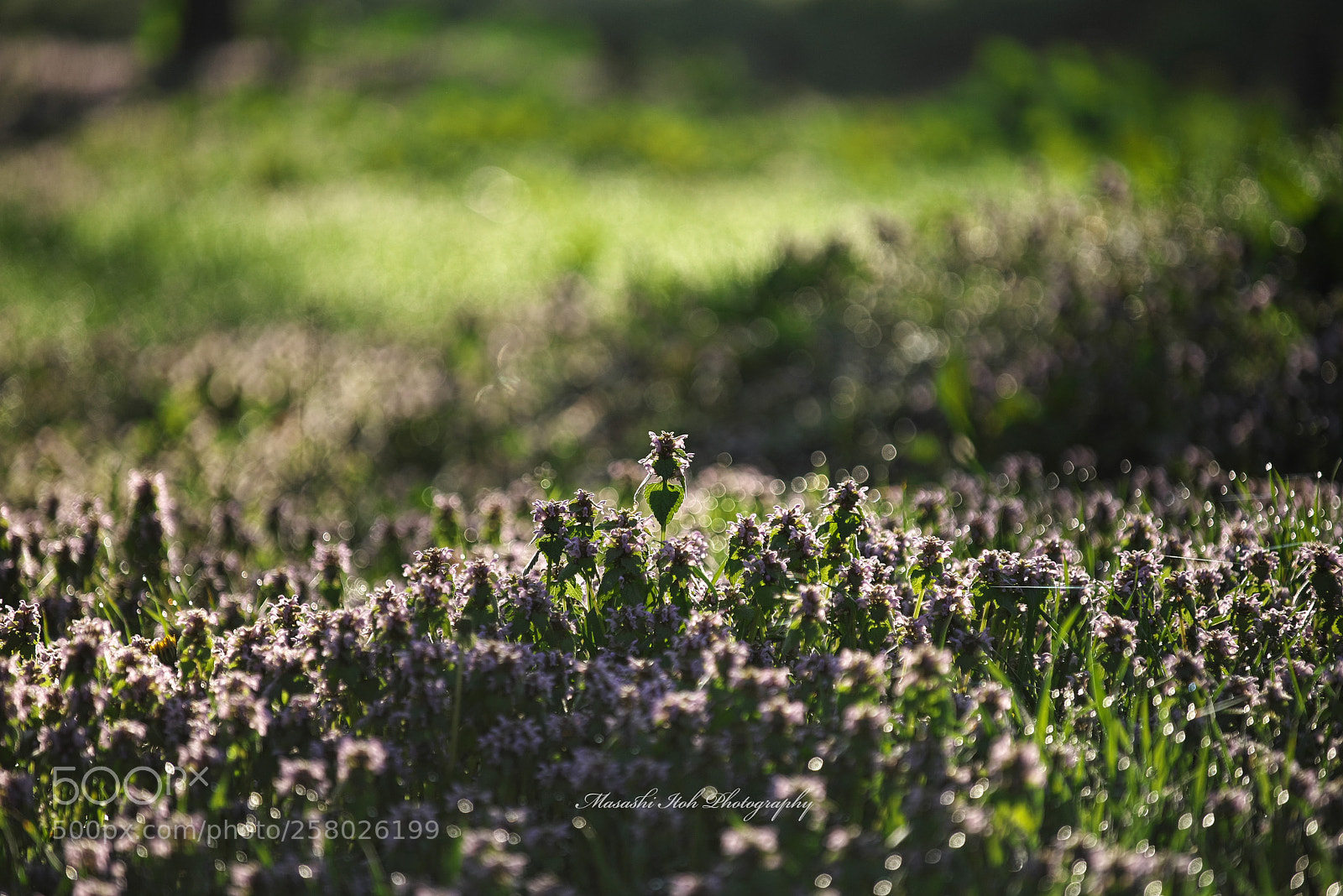 Nikon D750 sample photo. Forest of wild grass photography