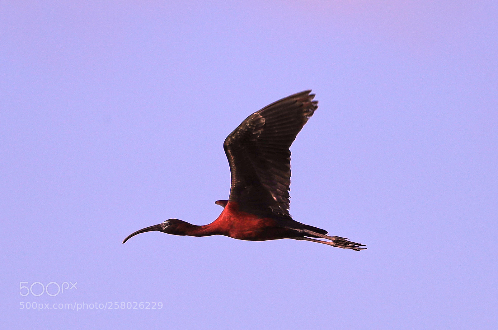 Canon EOS-1D X Mark II sample photo. 05-15-18-0017645.jpg photography