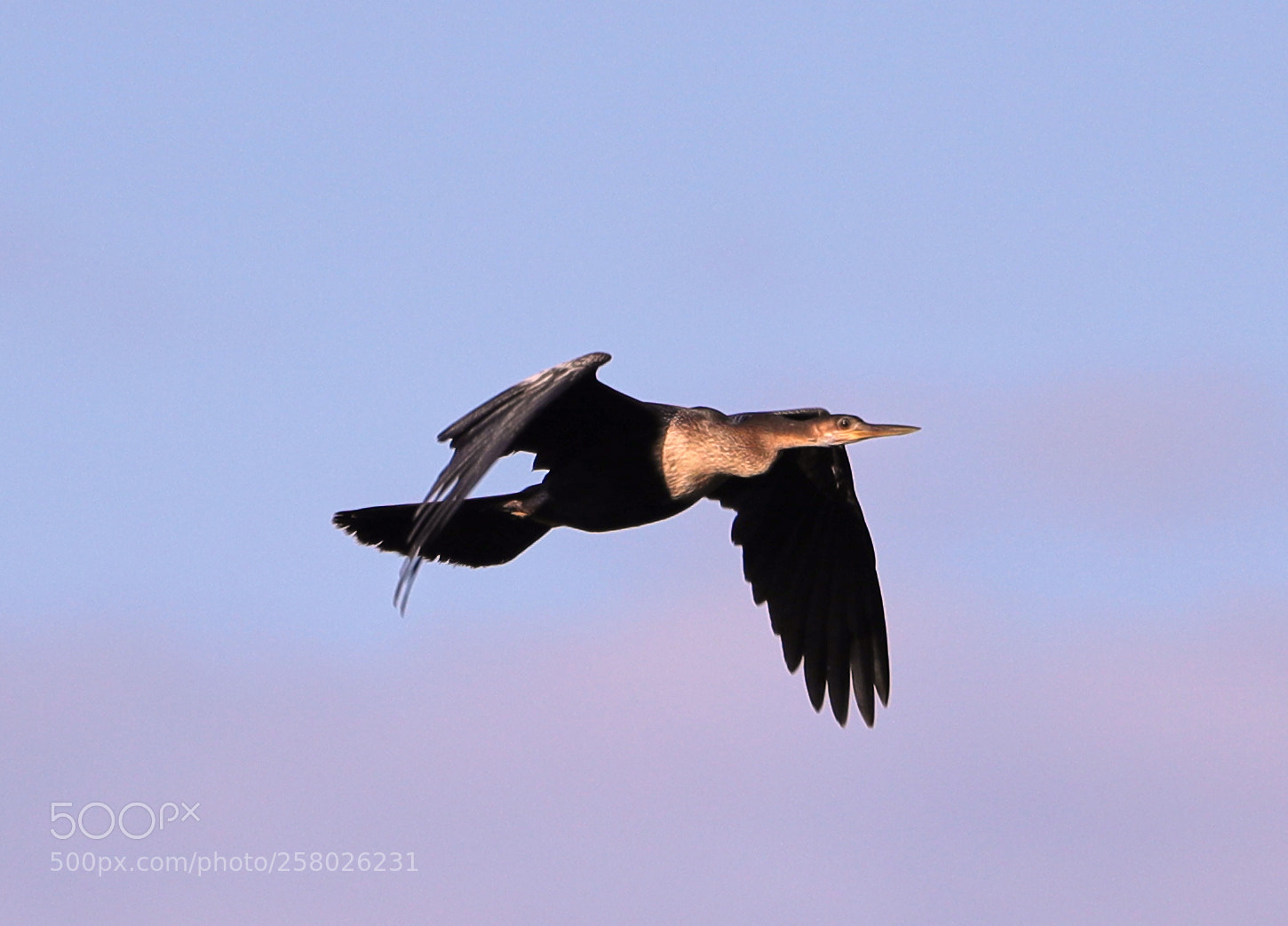 Canon EOS-1D X Mark II sample photo. 05-15-18-0017644.jpg photography