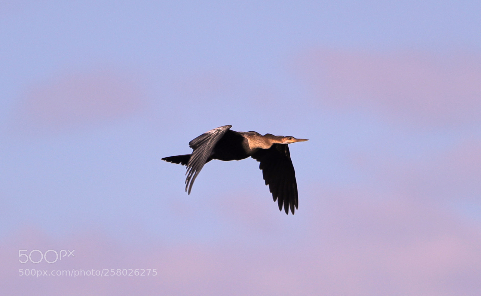 Canon EOS-1D X Mark II sample photo. 05-15-18-0017643.jpg photography