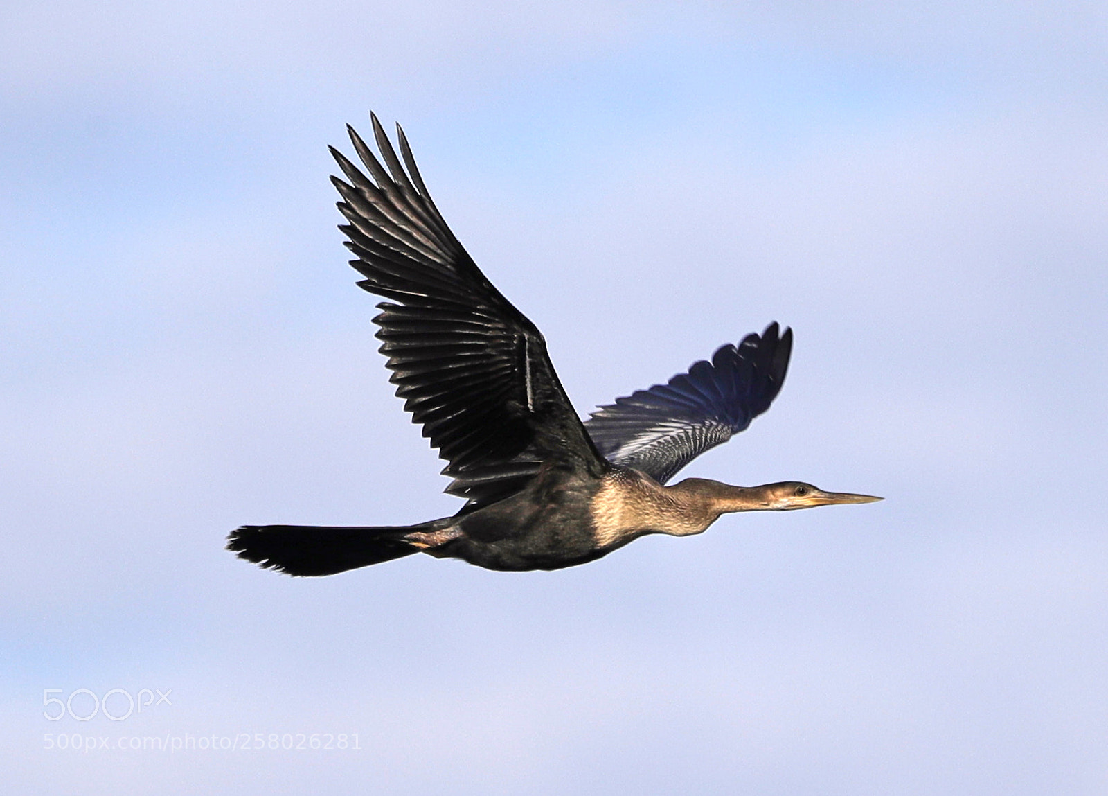 Canon EOS-1D X Mark II sample photo. 05-15-18-0017642.jpg photography