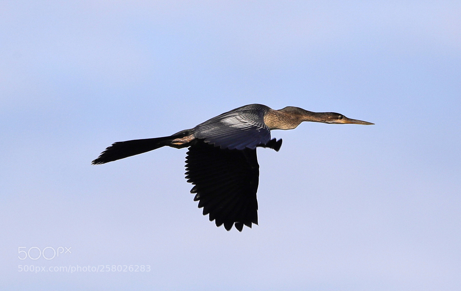 Canon EOS-1D X Mark II sample photo. 05-15-18-0017641.jpg photography