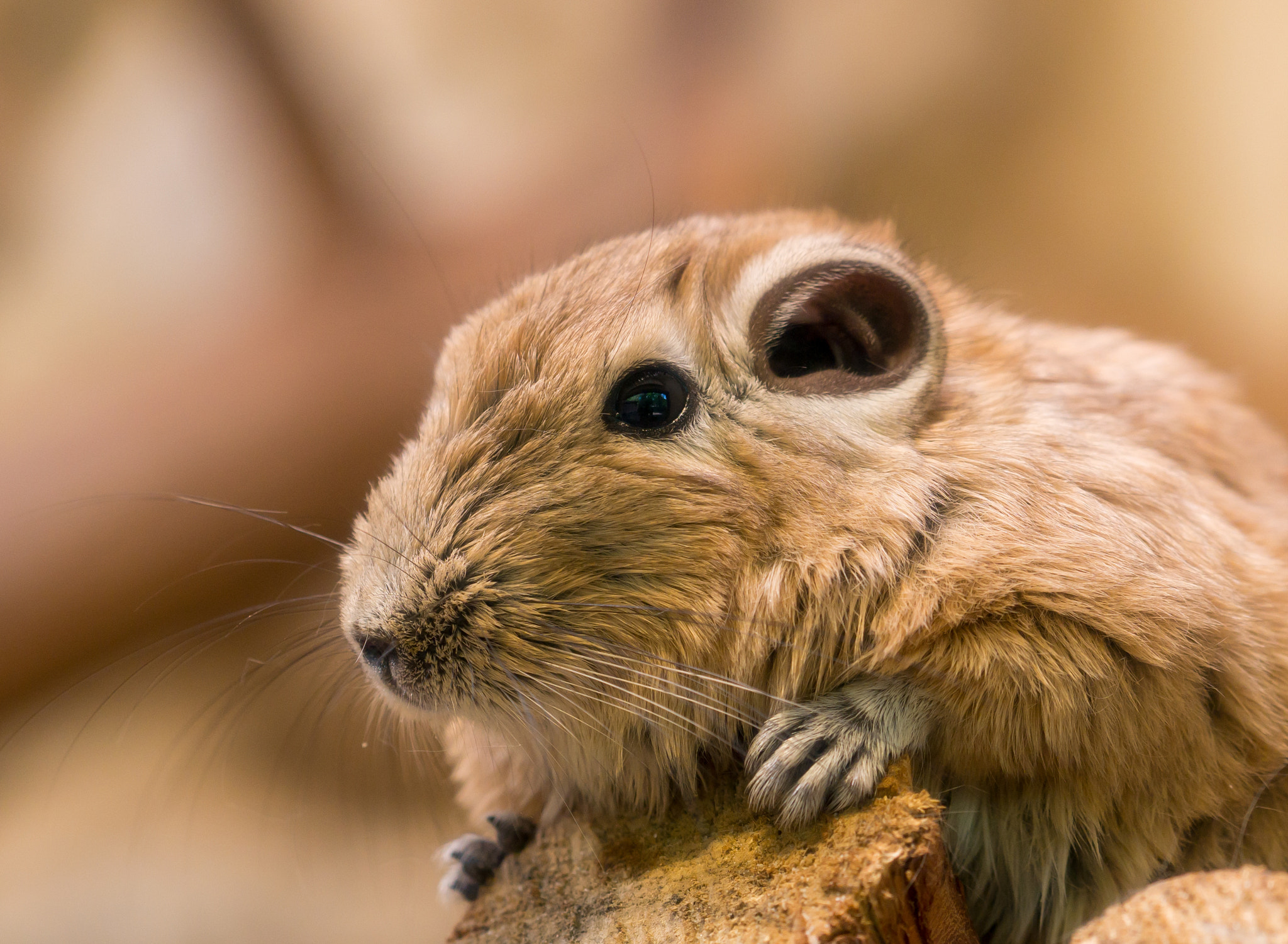 Panasonic DMC-G81 sample photo. Gundi photography