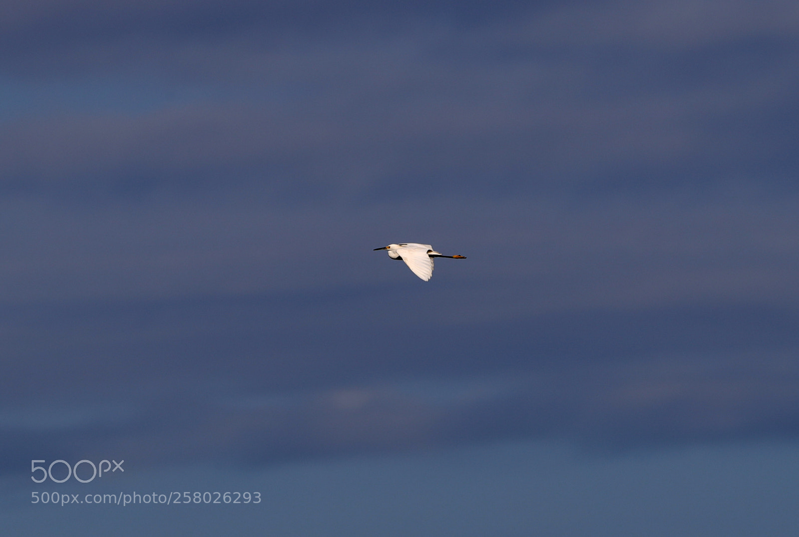 Canon EOS-1D X Mark II sample photo. 05-15-18-0017640.jpg photography