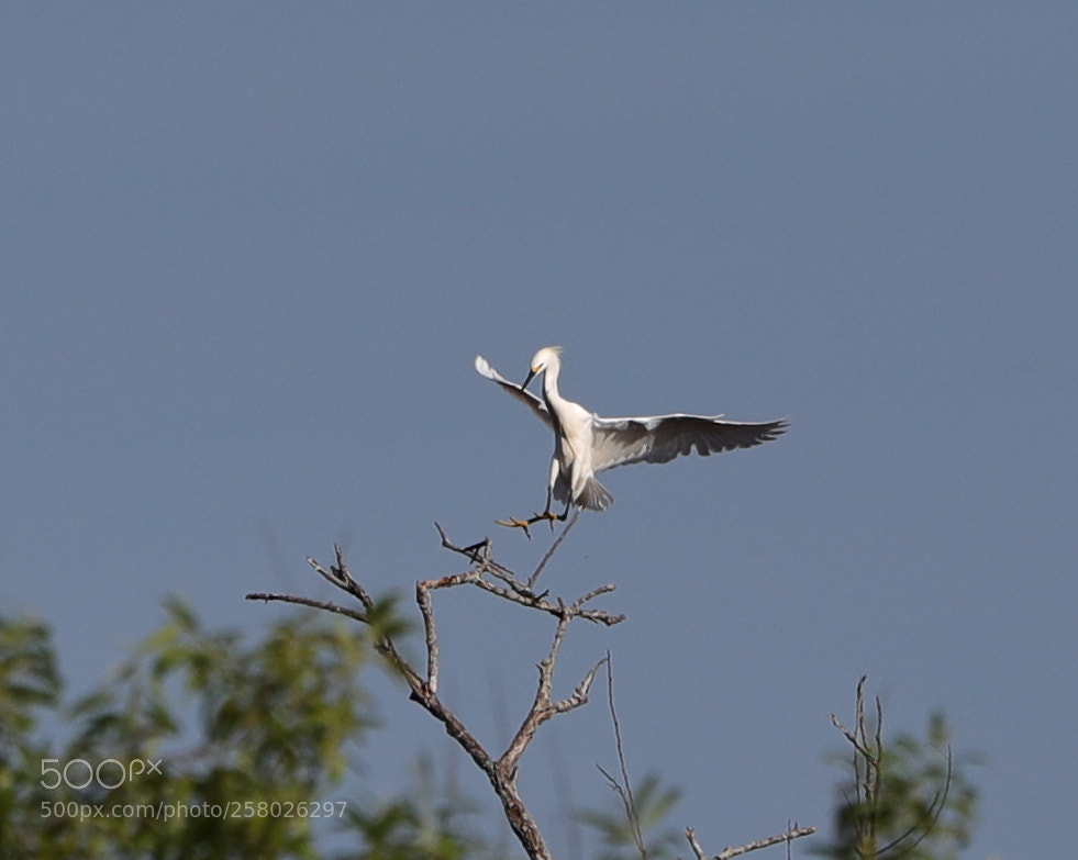 Canon EOS-1D X Mark II sample photo. 05-15-18-0017638.jpg photography
