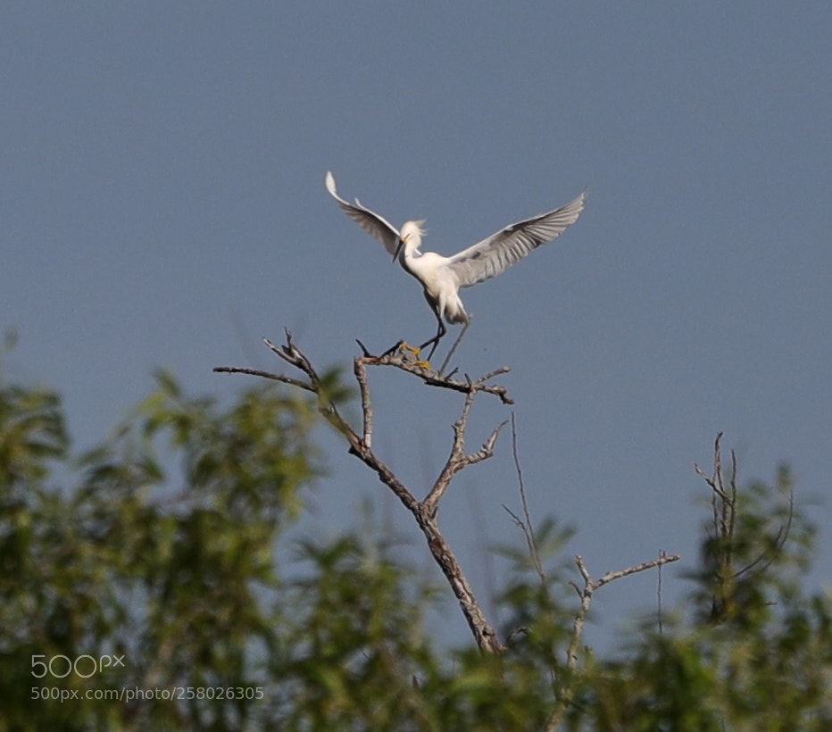 Canon EOS-1D X Mark II sample photo. 05-15-18-0017637.jpg photography