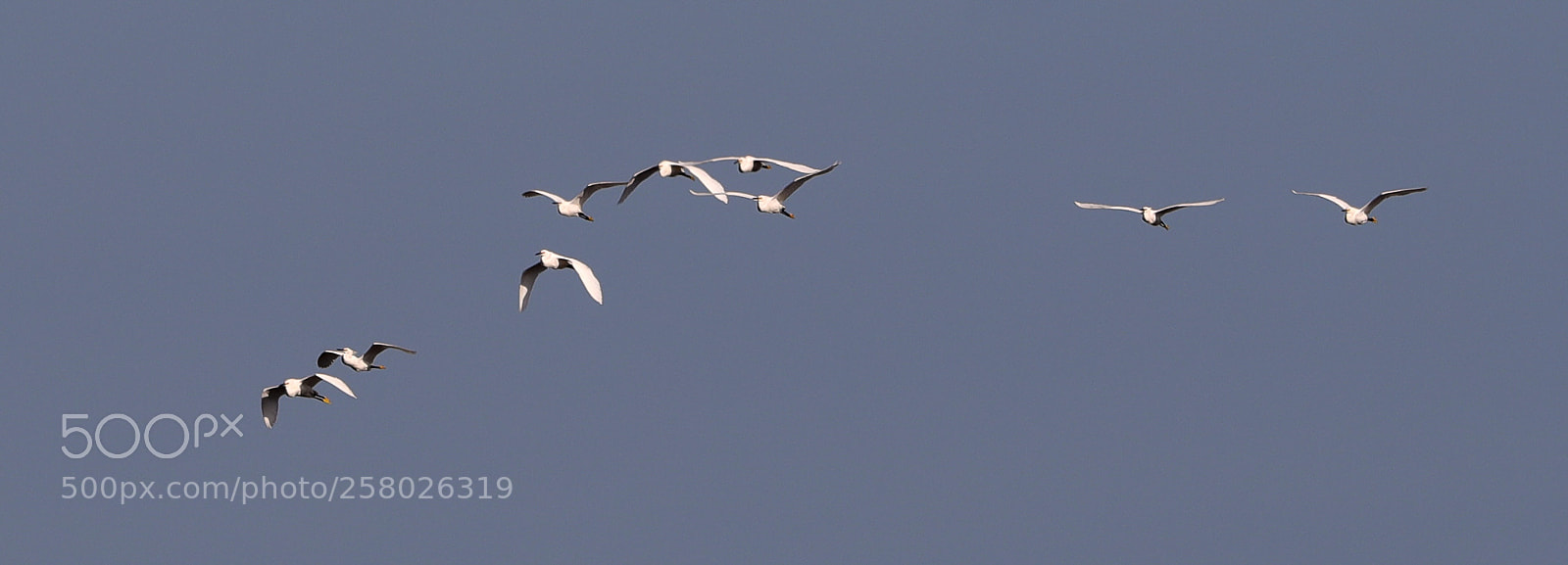 Canon EOS-1D X Mark II sample photo. 05-15-18-0017630.jpg photography