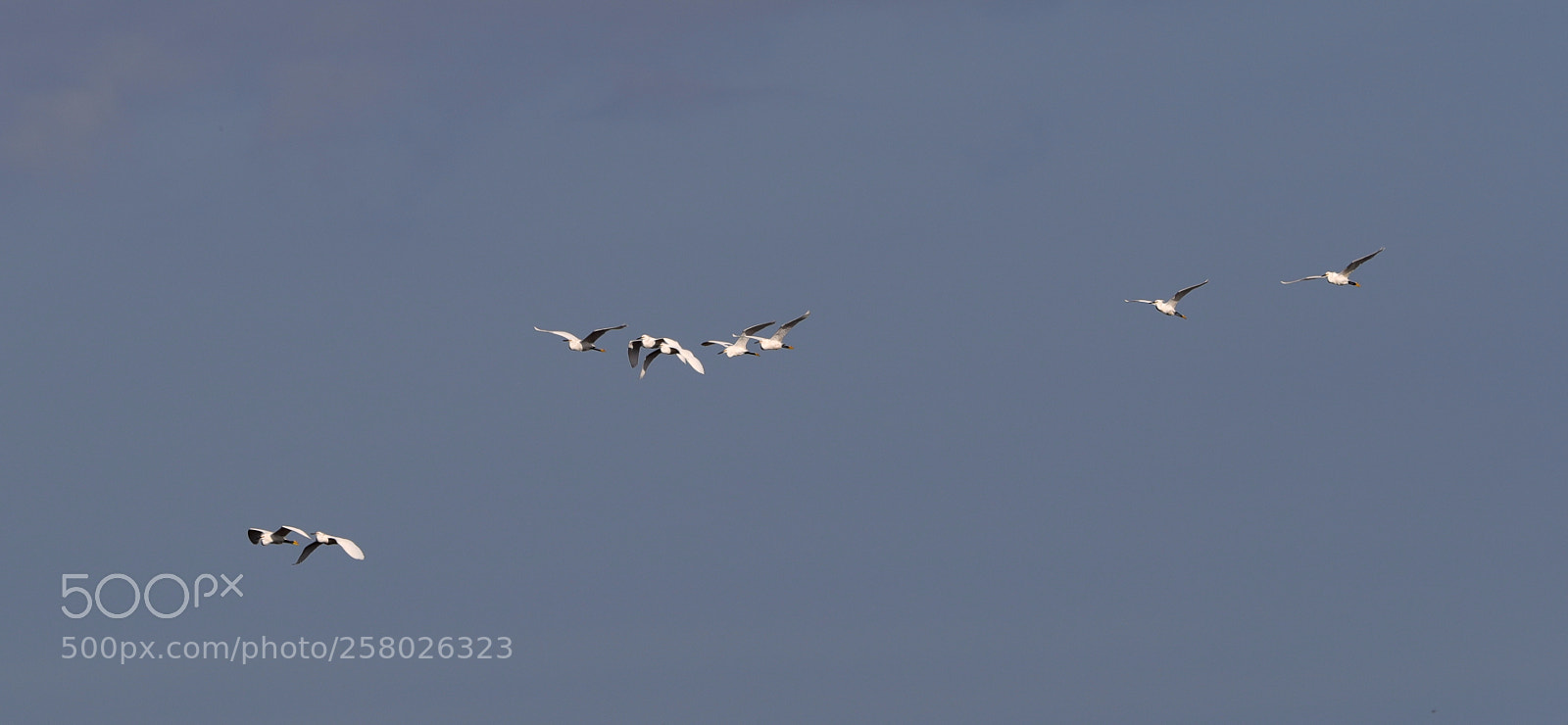 Canon EOS-1D X Mark II sample photo. 05-15-18-0017629.jpg photography