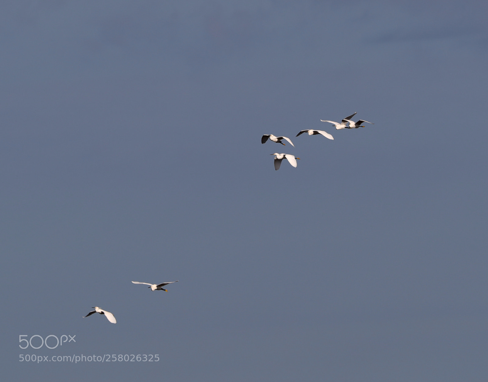 Canon EOS-1D X Mark II sample photo. 05-15-18-0017628.jpg photography