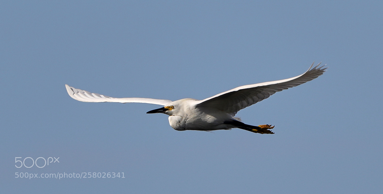 Canon EOS-1D X Mark II sample photo. 05-15-18-0017627.jpg photography