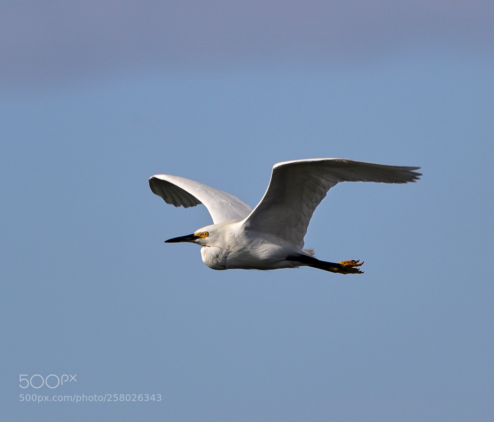 Canon EOS-1D X Mark II sample photo. 05-15-18-0017626.jpg photography